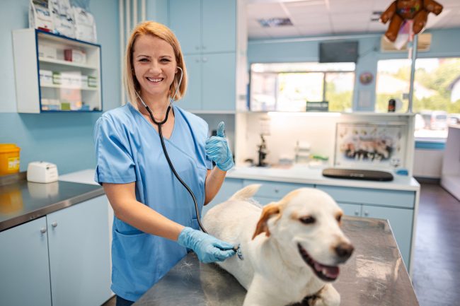 Vet Assistant Job Description Template