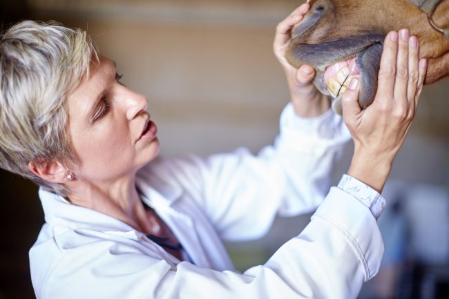 veterinarian-job-description-template