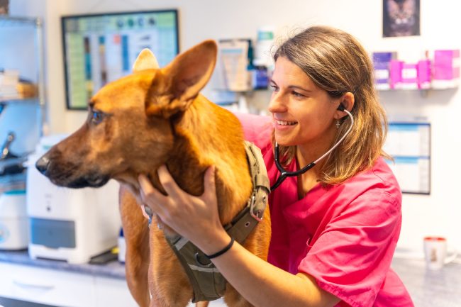 Veterinary Assistant Job Description Template
