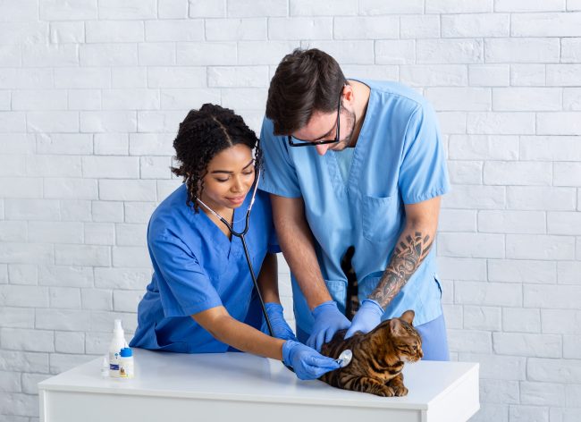 Vet Tech Job Description Template